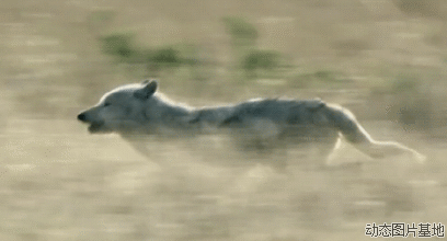 动物运动规律素材狂野兽脉猎食者狼运动图片素材免费