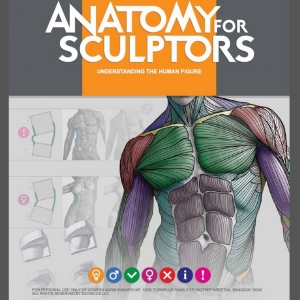 人体结构教程《解剖雕塑家》汉化版电子书