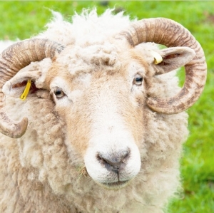 动物运动规律素材 狂野兽脉-棉袄/羊图片素材 免费