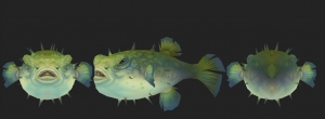 ħ硿Pufferfish