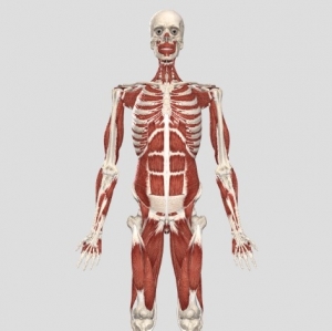 Complete anatomy ȫͼͼ
