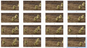 动物运动规律素材 鸟类/小鸡运动图片素材 免费