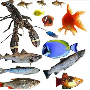 动物运动规律素材 鱼虾图片素材 免费