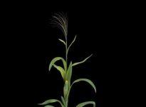 玉米 植物 3d模型