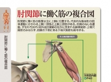 人体肌肉Colored Illustrations of Anatomy Muscle