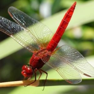 生物运动规律素材 虫族-蜻蜓运动图片素材 免费