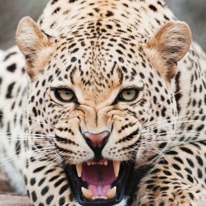 动物运动规律素材 狂野兽脉-大花猫/豹子运动图片素材 免费