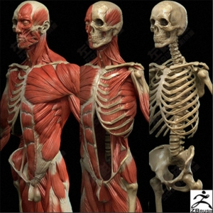 ZB模型>Zbrush资源 人体 肌肉 骨骼素材 高模 裸模 ztl源文件 人体模型参考