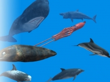 Unity3d Ϸģ Rigged Sea Animals 綯ģ